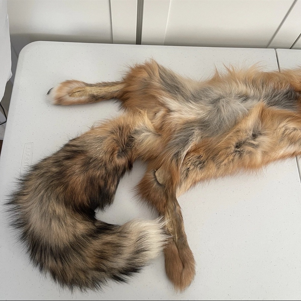 Real Red Fox Fur Pelt Hide Stole Scarf Log Cabin Decor Crafts Art Wall Hanging! - Picture 13 of 15